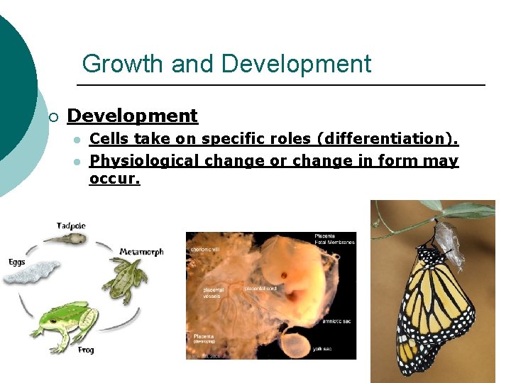 Growth and Development ¡ Development l l Cells take on specific roles (differentiation). Physiological