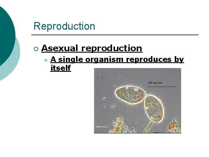 Reproduction ¡ Asexual reproduction l A single organism reproduces by itself 