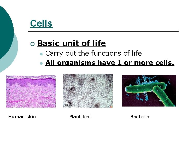 Cells ¡ Basic unit of life l l Human skin Carry out the functions
