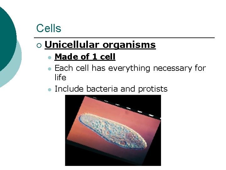 Cells ¡ Unicellular organisms l l l Made of 1 cell Each cell has