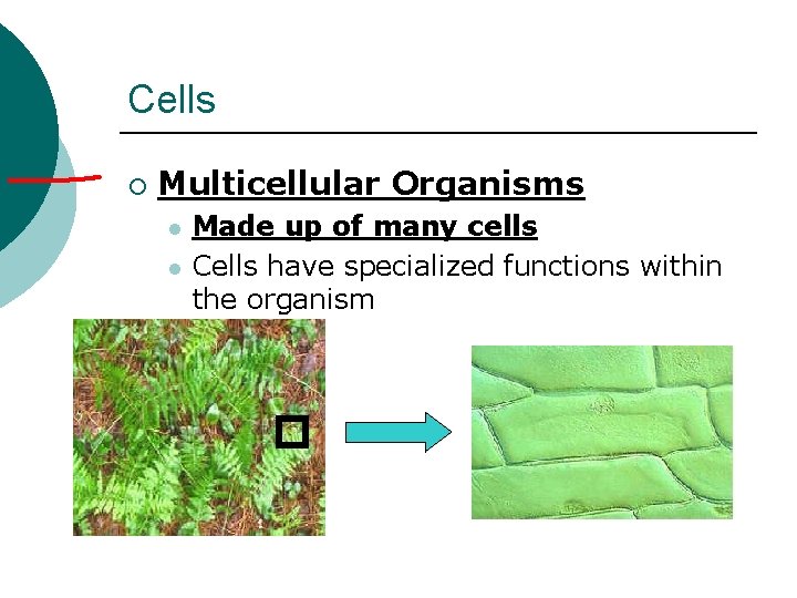 Cells ¡ Multicellular Organisms l l Made up of many cells Cells have specialized