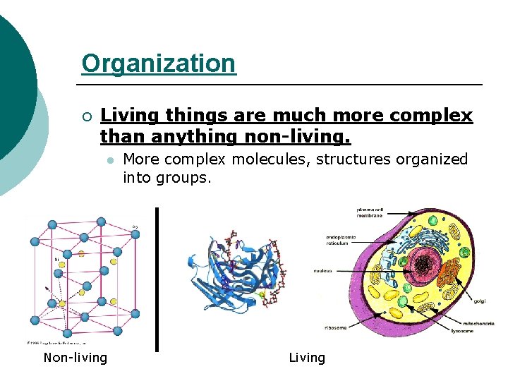 Organization ¡ Living things are much more complex than anything non-living. l Non-living More