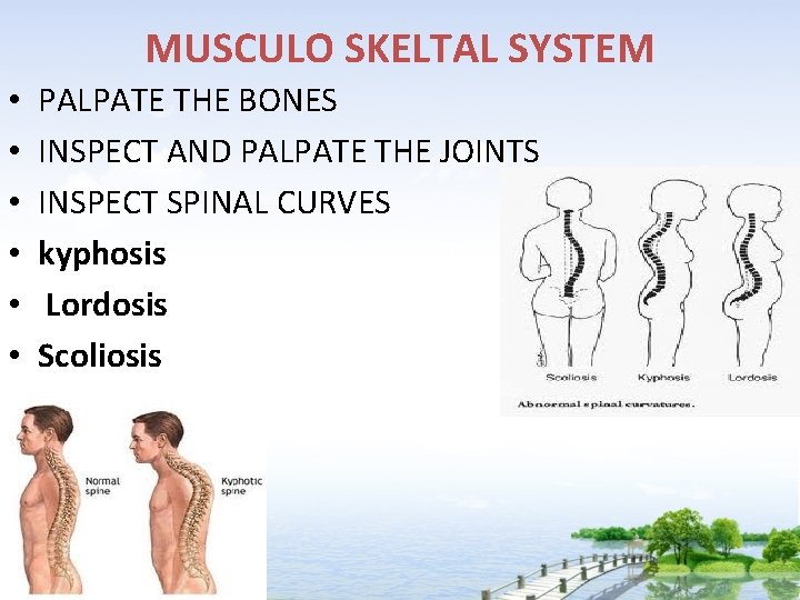 MUSCULO SKELTAL SYSTEM • • • PALPATE THE BONES INSPECT AND PALPATE THE JOINTS