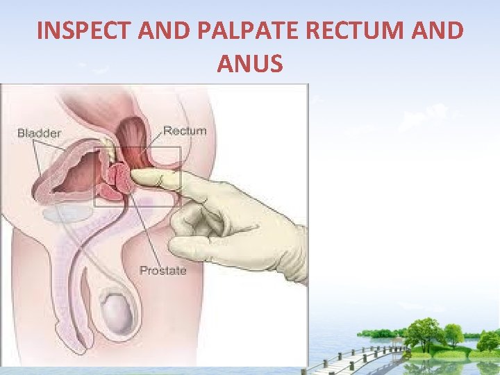 INSPECT AND PALPATE RECTUM AND ANUS 