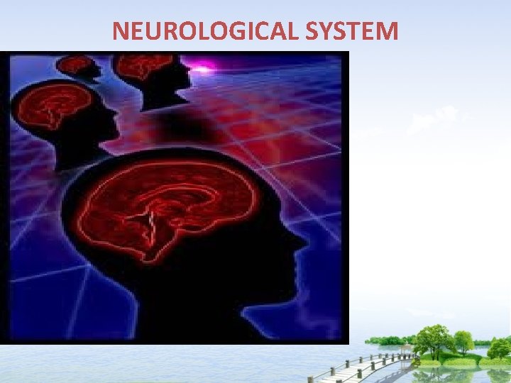 NEUROLOGICAL SYSTEM 