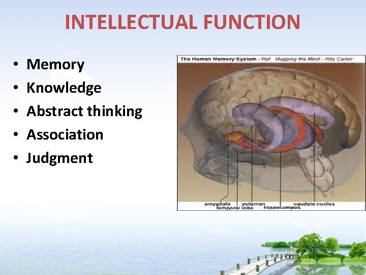 INTELLECTUAL FUNCTION • • • Memory Knowledge Abstract thinking Association Judgment 