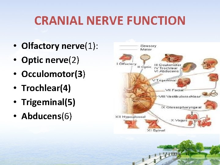 CRANIAL NERVE FUNCTION • • • Olfactory nerve(1): Optic nerve(2) Occulomotor(3) Trochlear(4) Trigeminal(5) Abducens(6)