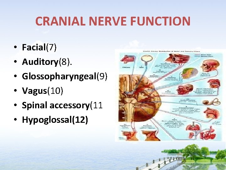 CRANIAL NERVE FUNCTION • • • Facial(7) Auditory(8). Glossopharyngeal(9) Vagus(10) Spinal accessory(11 Hypoglossal(12) 