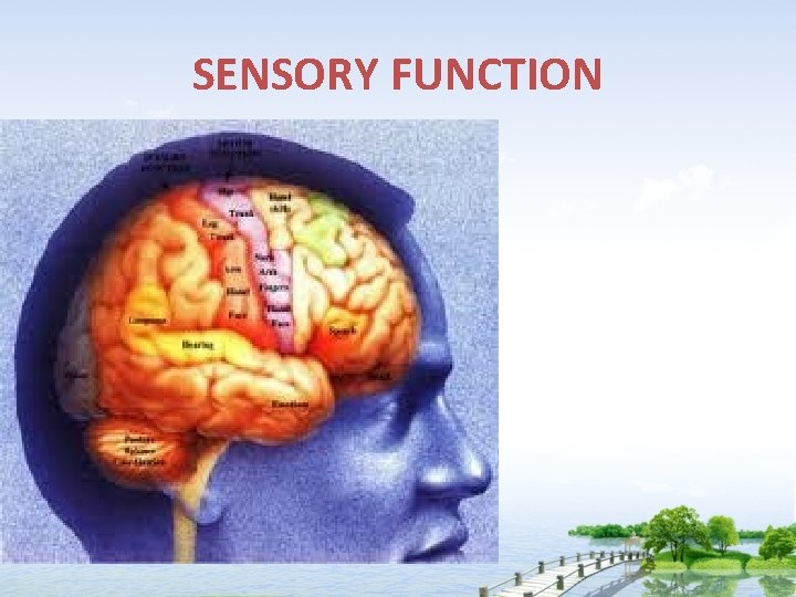 SENSORY FUNCTION 