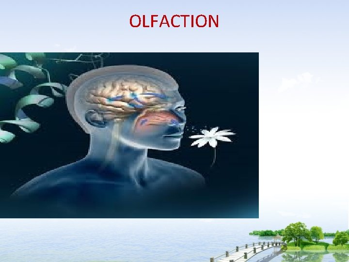 OLFACTION 