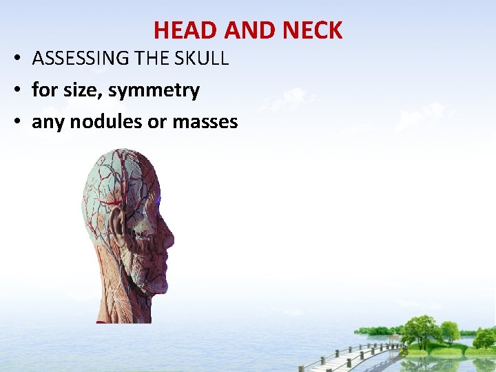 HEAD AND NECK • ASSESSING THE SKULL • for size, symmetry • any nodules