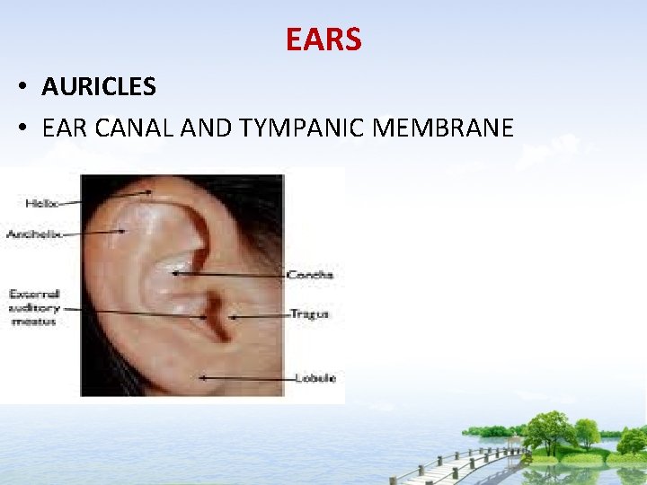 EARS • AURICLES • EAR CANAL AND TYMPANIC MEMBRANE 