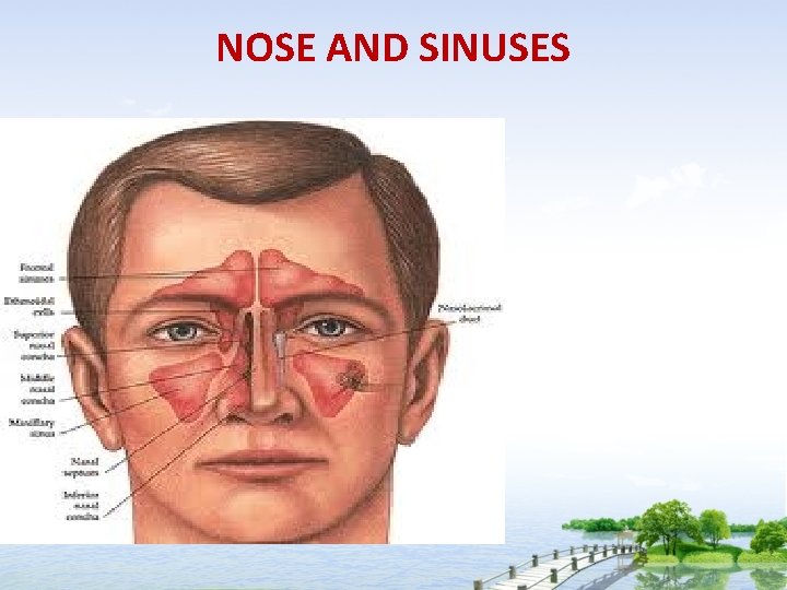 NOSE AND SINUSES 