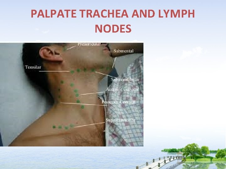 PALPATE TRACHEA AND LYMPH NODES 