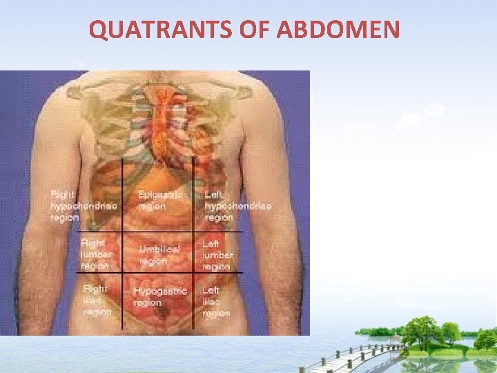 QUATRANTS OF ABDOMEN 