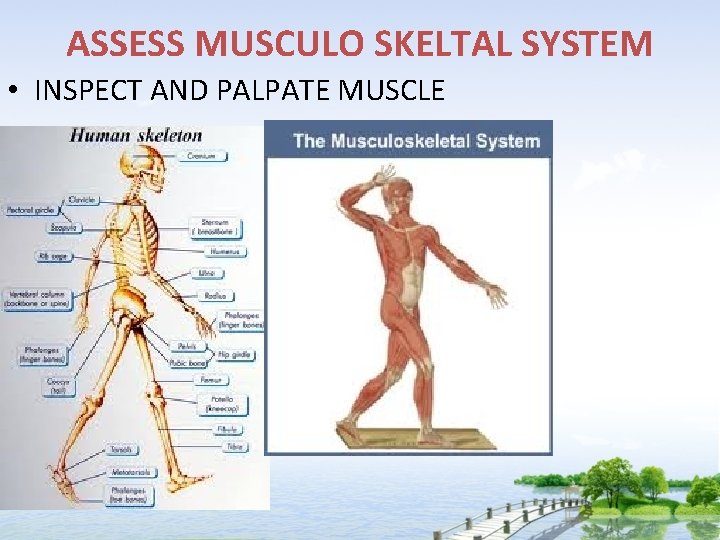 ASSESS MUSCULO SKELTAL SYSTEM • INSPECT AND PALPATE MUSCLE 