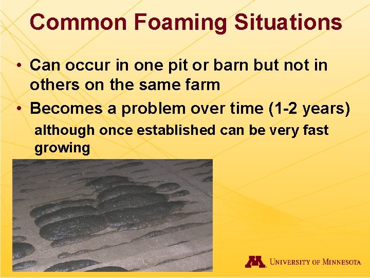 Common Foaming Situations • Can occur in one pit or barn but not in