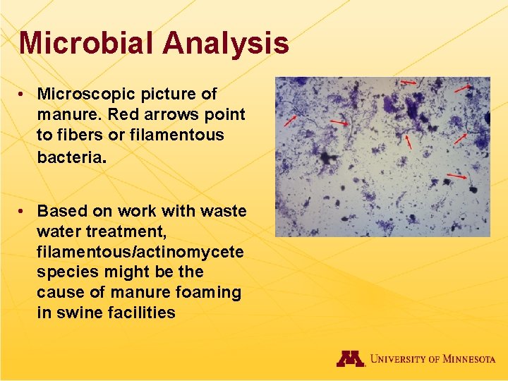 Microbial Analysis • Microscopic picture of manure. Red arrows point to fibers or filamentous