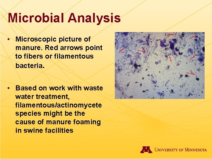 Microbial Analysis • Microscopic picture of manure. Red arrows point to fibers or filamentous