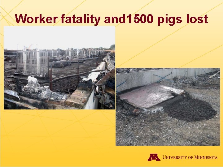 Worker fatality and 1500 pigs lost 