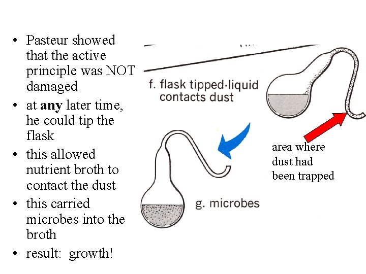  • Pasteur showed that the active principle was NOT damaged • at any