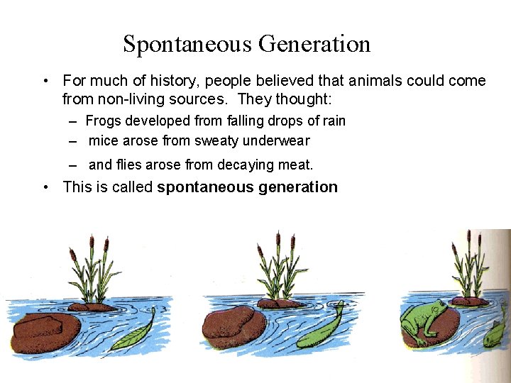 Spontaneous Generation • For much of history, people believed that animals could come from