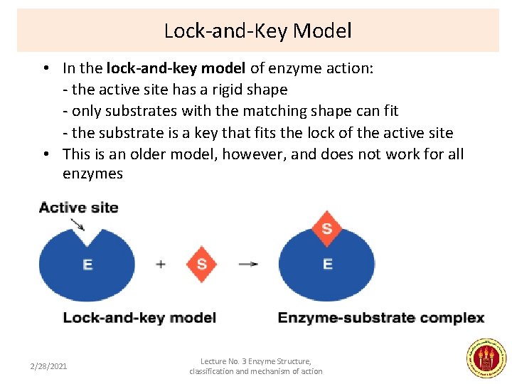 Lock-and-Key Model • In the lock-and-key model of enzyme action: - the active site