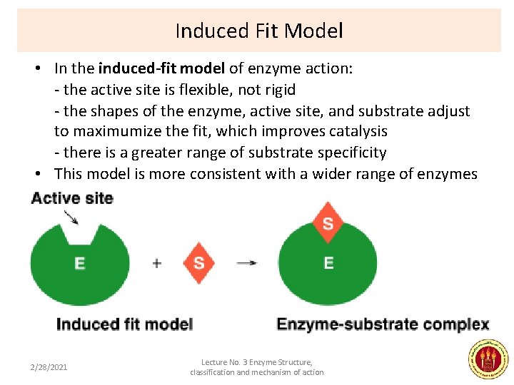 Induced Fit Model • In the induced-fit model of enzyme action: - the active