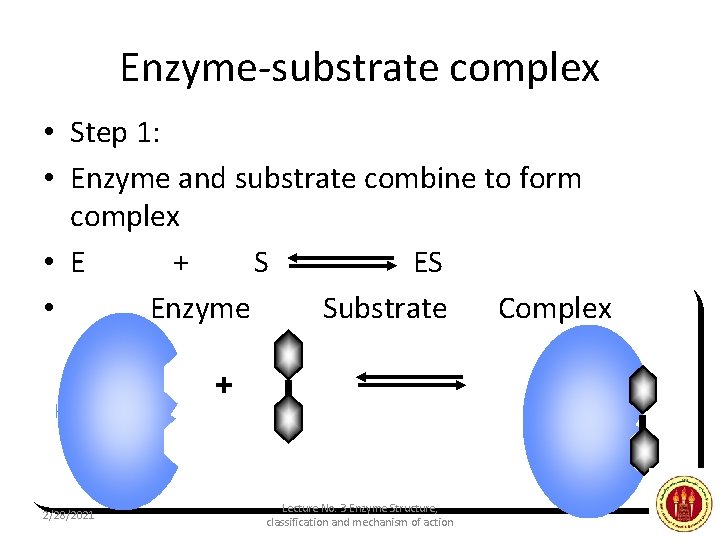Enzyme-substrate complex • Step 1: • Enzyme and substrate combine to form complex •