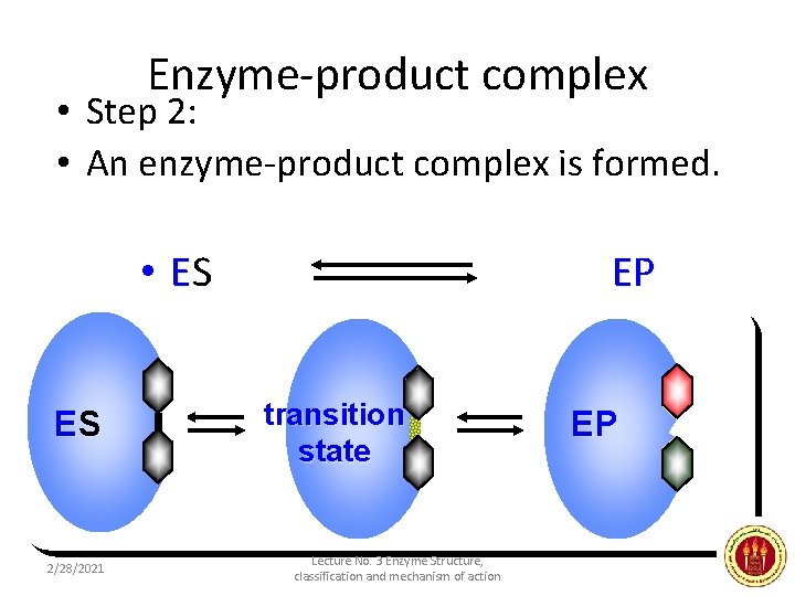 Enzyme-product complex • Step 2: • An enzyme-product complex is formed. • ES ES