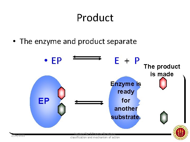 Product • The enzyme and product separate • EP EP 2/28/2021 E + P