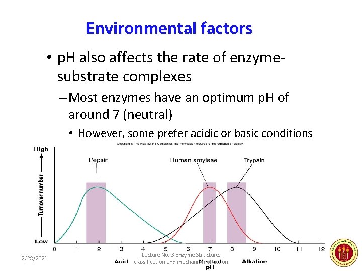Environmental factors • p. H also affects the rate of enzymesubstrate complexes – Most