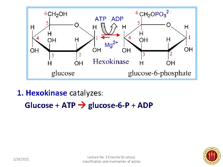 1. Hexokinase catalyzes: Glucose + ATP glucose-6 -P + ADP 2/28/2021 Lecture No. 3