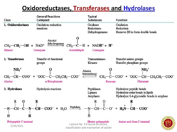 Oxidoreductases, Transferases and Hydrolases 2/28/2021 Lecture No. 3 Enzyme Structure, classification and mechanism of