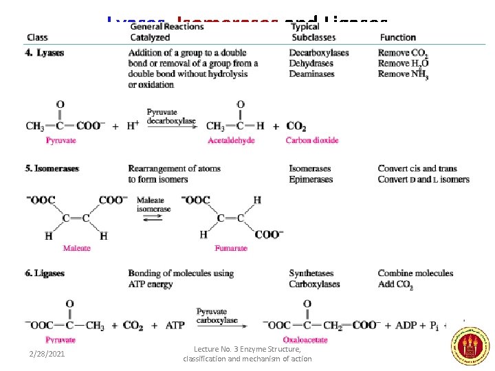 Lyases, Isomerases and Ligases 2/28/2021 Lecture No. 3 Enzyme Structure, classification and mechanism of