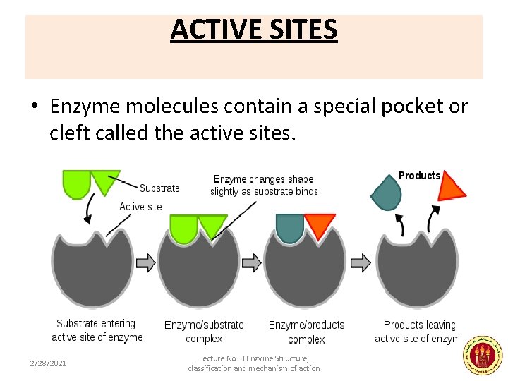 ACTIVE SITES • Enzyme molecules contain a special pocket or cleft called the active