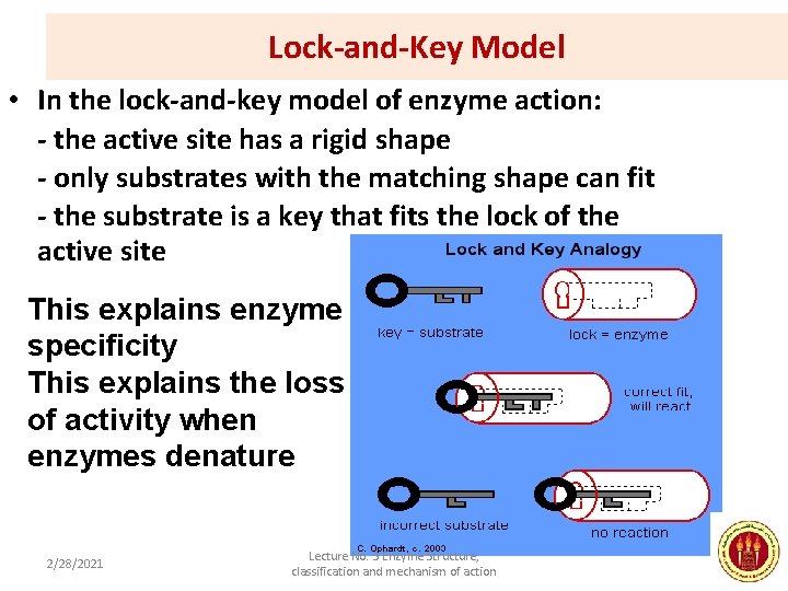 Lock-and-Key Model • In the lock-and-key model of enzyme action: - the active site