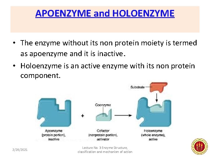 APOENZYME and HOLOENZYME • The enzyme without its non protein moiety is termed as