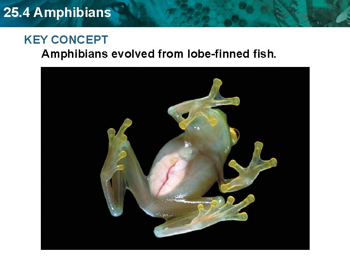 25. 4 Amphibians KEY CONCEPT Amphibians evolved from lobe-finned fish. 