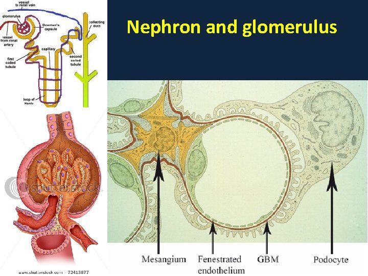 Nephron and glomerulus 