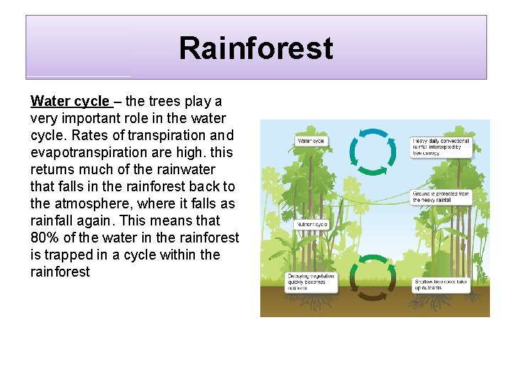Rainforest Water cycle – the trees play a very important role in the water