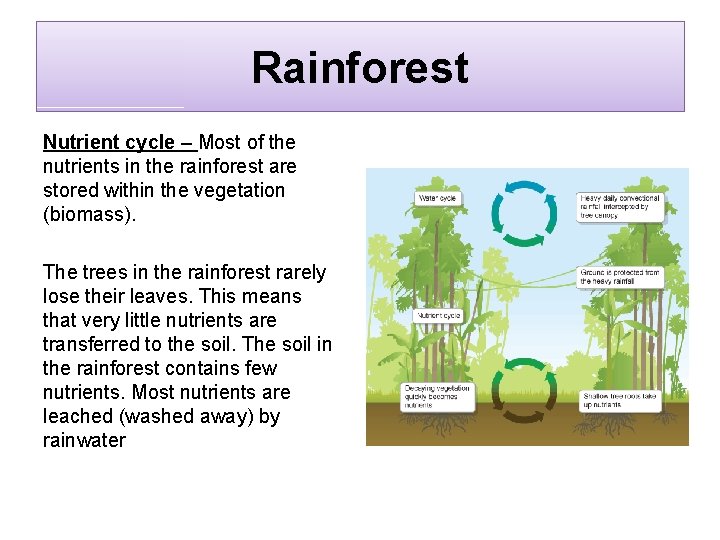 Rainforest Nutrient cycle – Most of the nutrients in the rainforest are stored within