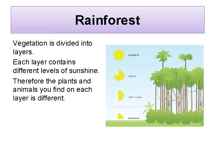 Rainforest Vegetation is divided into layers. Each layer contains different levels of sunshine. Therefore