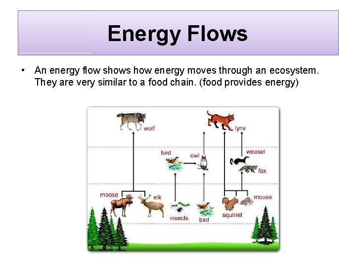Energy Flows • An energy flow shows how energy moves through an ecosystem. They