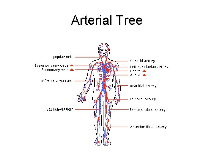 Arterial Tree 