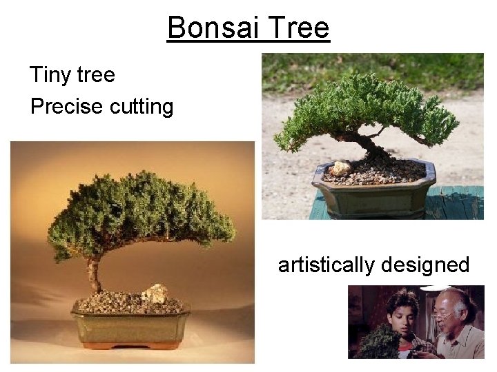 Bonsai Tree Tiny tree Precise cutting artistically designed Bonsai Tree Tiny tree Precise cutting artistically designed