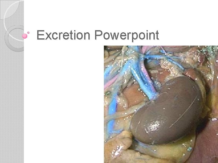 Excretion Powerpoint 