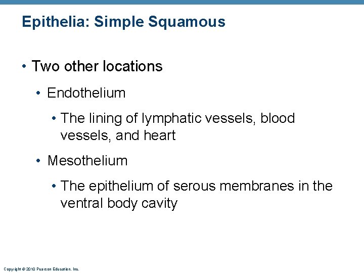 Epithelia: Simple Squamous • Two other locations • Endothelium • The lining of lymphatic Epithelia: Simple Squamous • Two other locations • Endothelium • The lining of lymphatic
