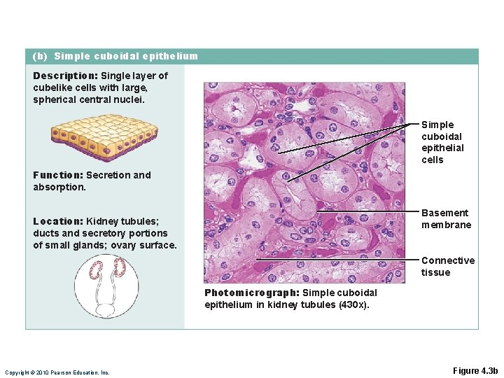 (b) Simple cuboidal epithelium Description: Single layer of cubelike cells with large, spherical central (b) Simple cuboidal epithelium Description: Single layer of cubelike cells with large, spherical central