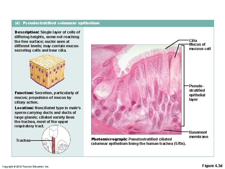 (d) Pseudostratified columnar epithelium Description: Single layer of cells of differing heights, some not (d) Pseudostratified columnar epithelium Description: Single layer of cells of differing heights, some not